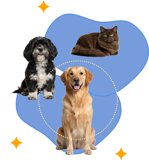 Cachorros e um gato